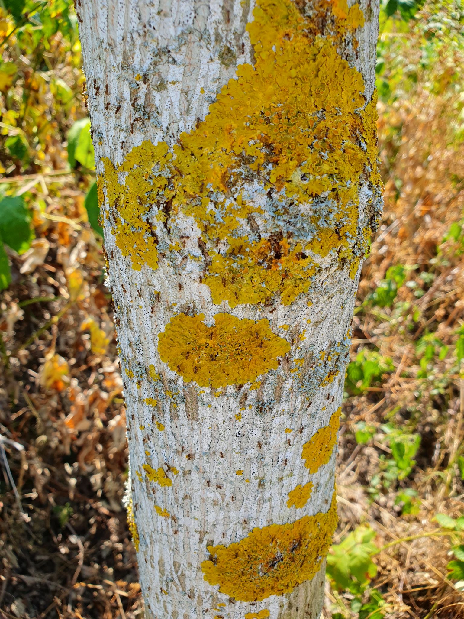 In Karlsruhe ist mit der Vergessenen Wegameise eine weitere invasive Ameisenart entdeckt worden. (Handout-Foto)