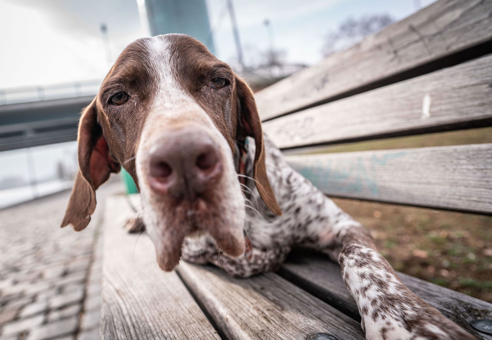 Warum trennt sich Herrchen von Bello? (Archivbild)