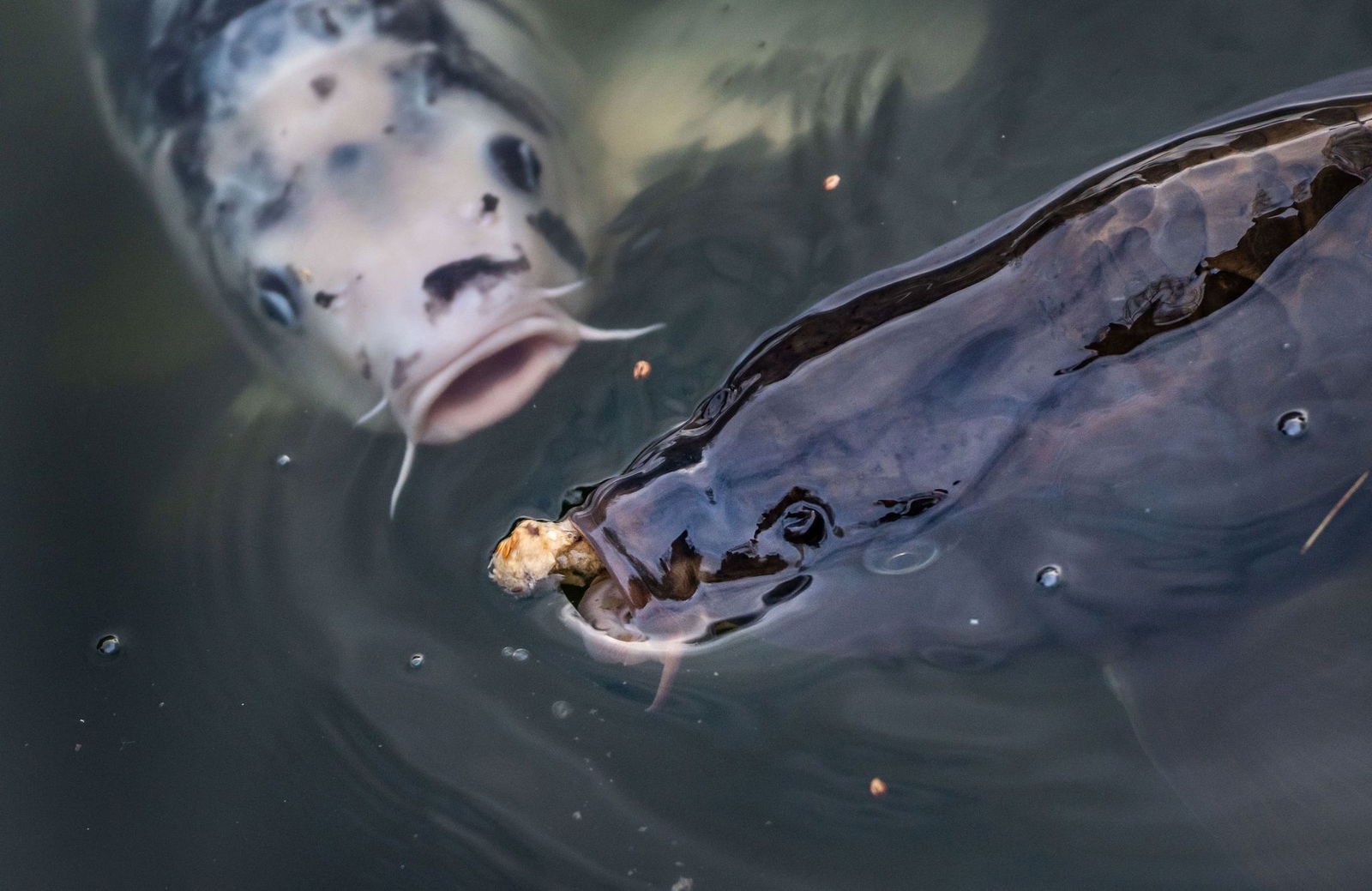 Einen Großteil des Fischbestandes haben Diebe auf ungewöhnliche Art gestohlen. (Symbolbild)