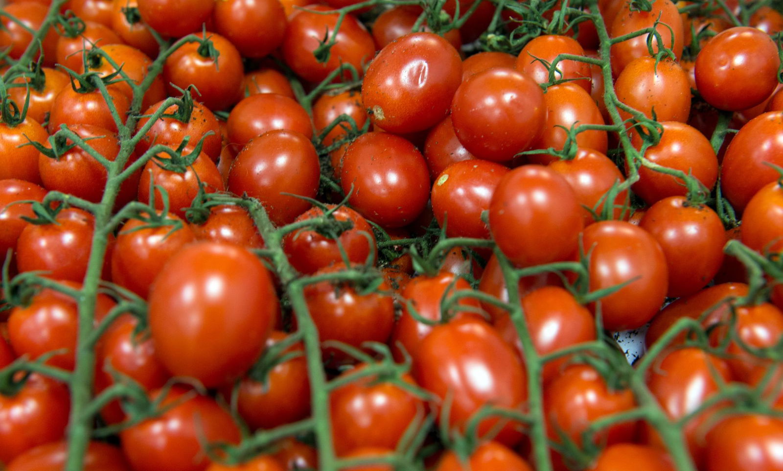 Auch Tomaten sind von Krautfäule bedroht. (Archivfoto)
