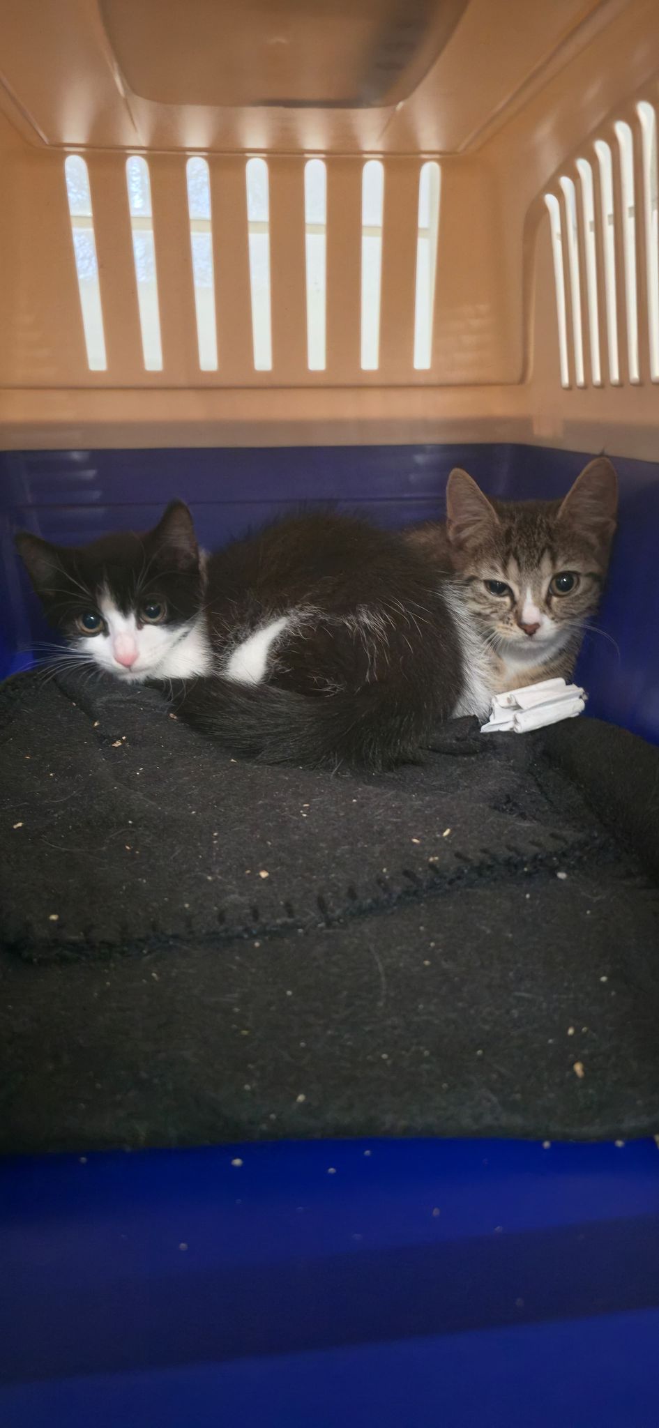 Die Katzenbabys kamen in gute Hände.