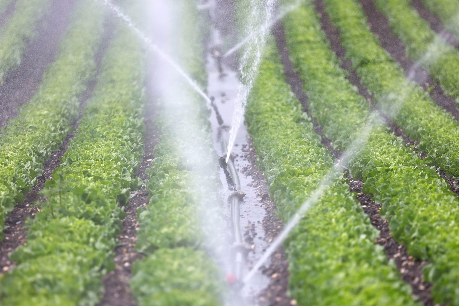 Das Wasser aus der Sprinkleranlage sorgte für Aquaplaning. (Symbolbild)