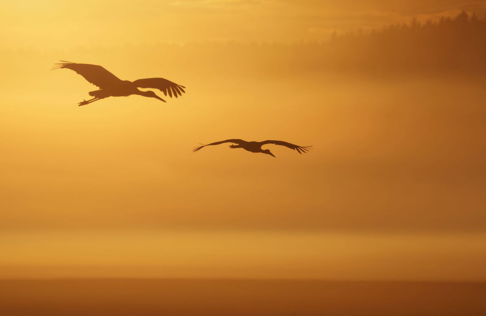Im August machen sich viele Störche auf ins Winterquartier. (Archivbild)