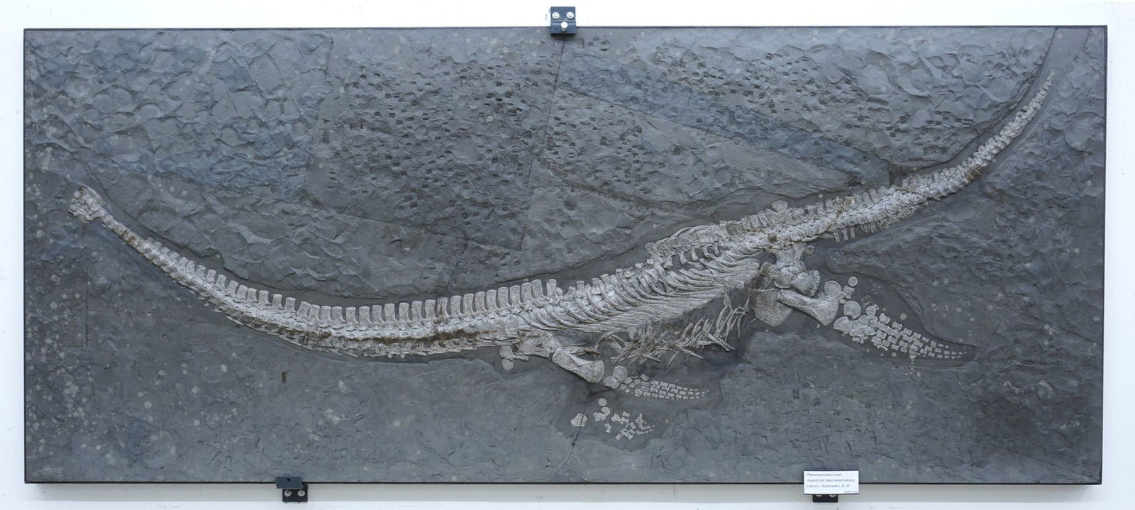Das Fossil des Reptils Plesionectes longicollum stammt aus einem Steinbruch in Baden-Württemberg.