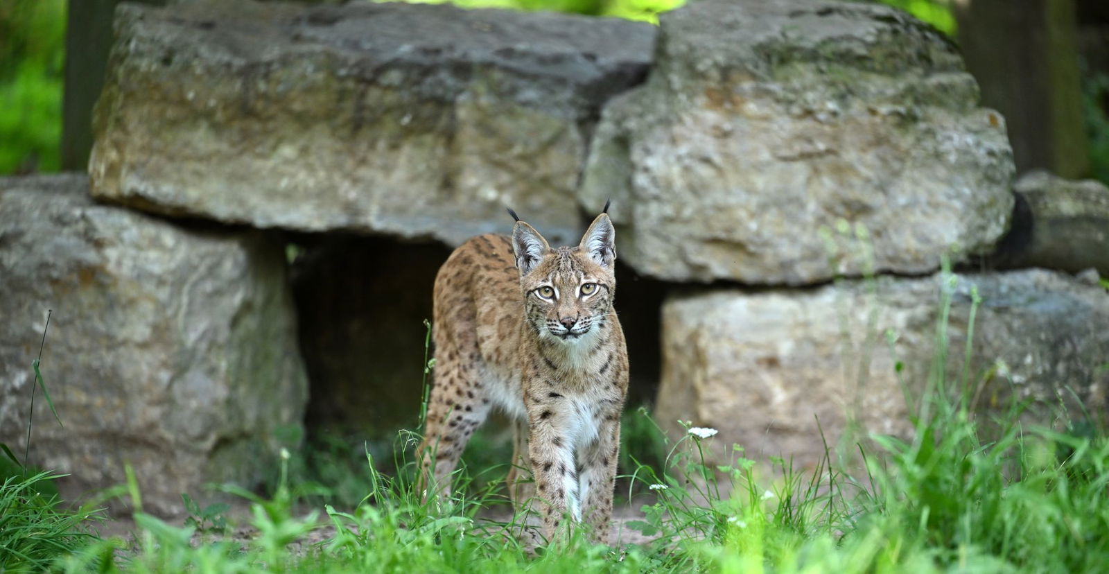 Für ein Artenschutzprojekt soll Ende August ein weiterer Luchs im Thüringer Wald ausgewildert werden. (Archivbild) 