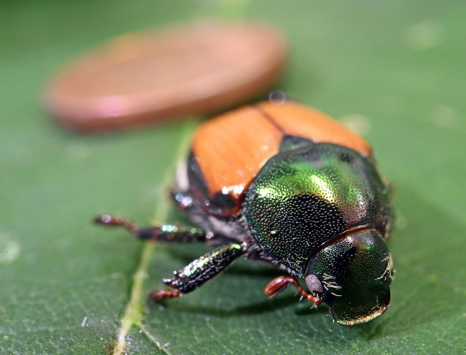 Der Japankäfer ist etwas kleiner als eine Ein-Cent-Münze. 