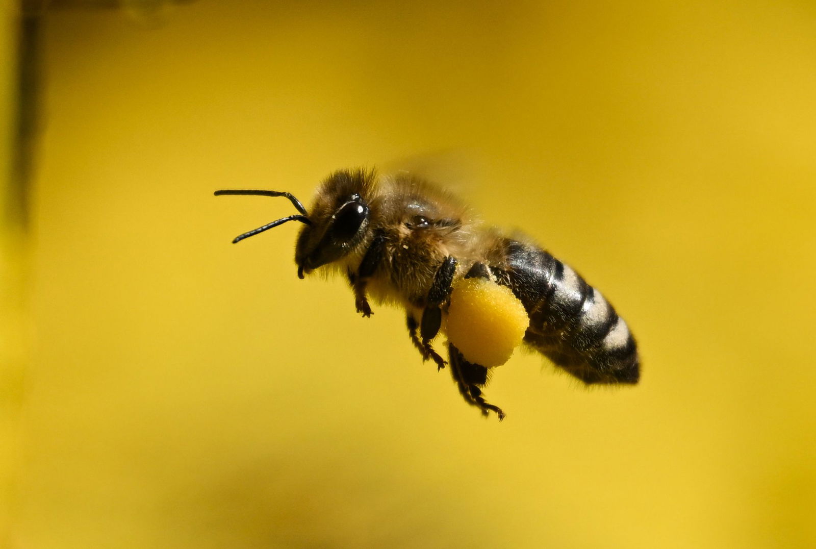 In Rheinland-Pfalz kümmern sich rund 6.500 Imkerinnen und Imker um Bienenvölker. (Archivbild)