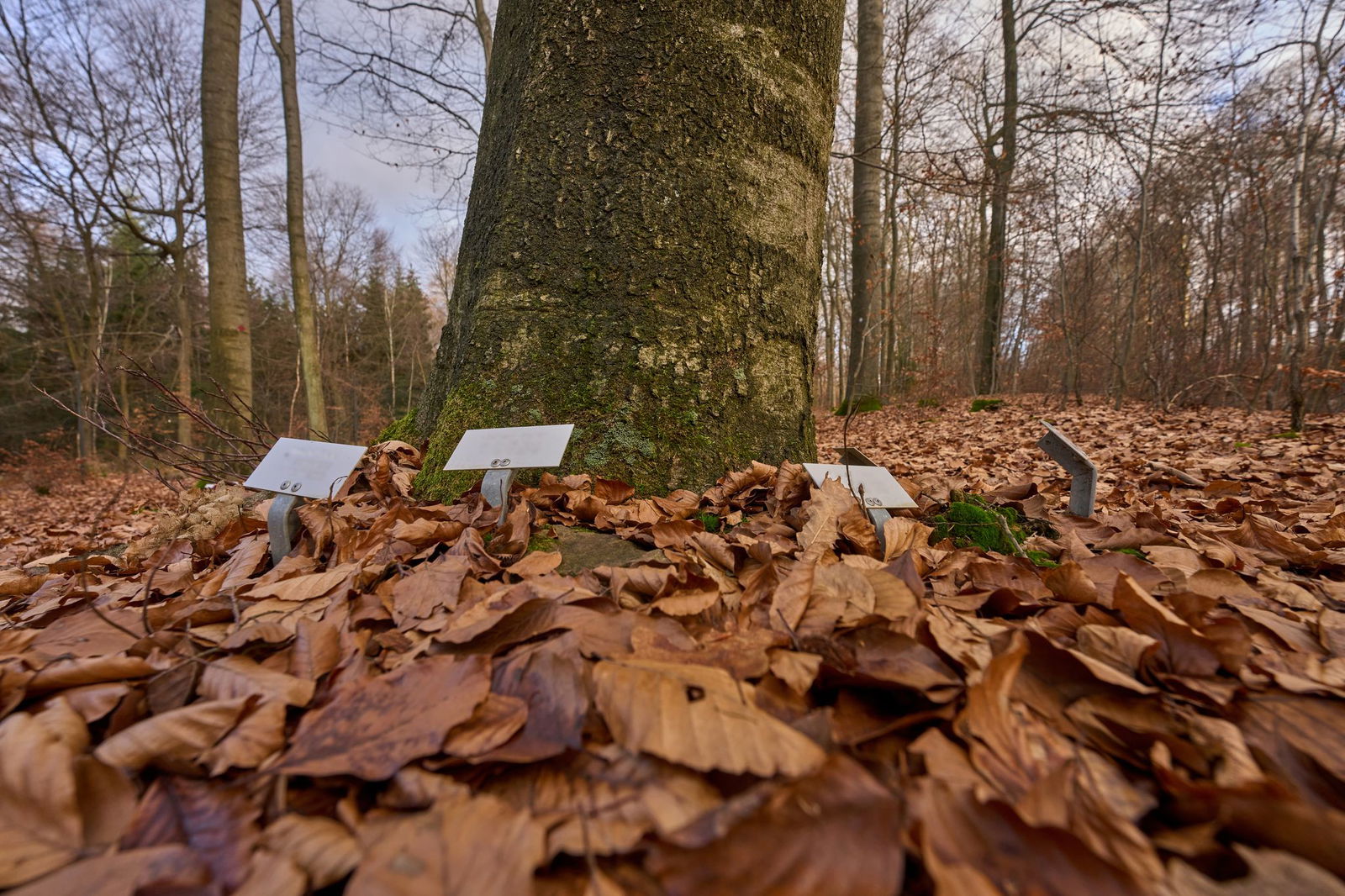 Ruhe unter Bäumen (Foto-Archiv)