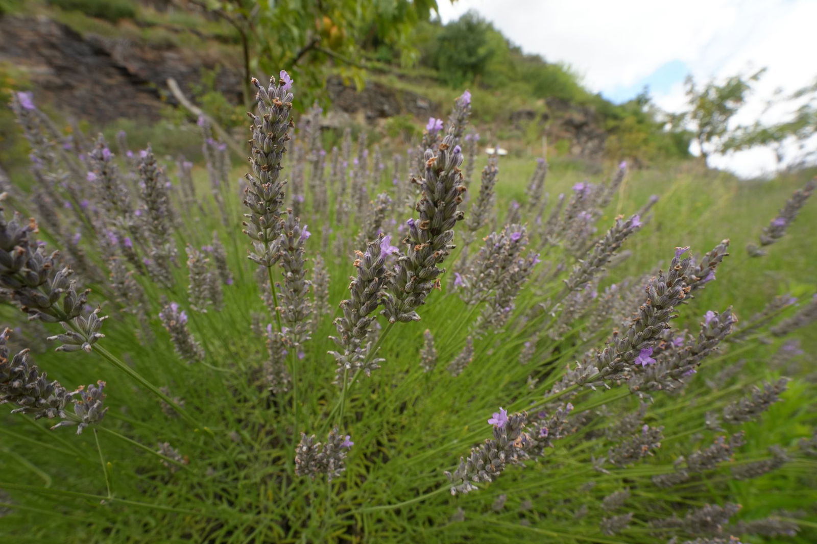 Für Lavendelduft muss man nicht nach Frankreich. (Archivbild)