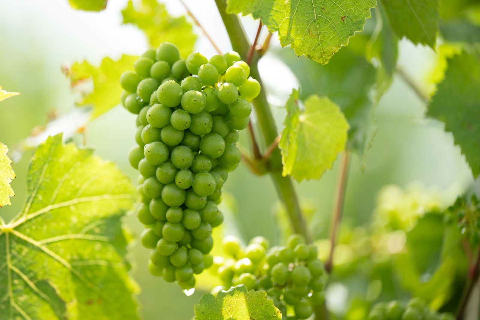 Den Trauben im Saarland geht es gut: Sie versprechen nach Einschätzung des Winzerpräsidenten einen besonderen Jahrgang. (Symbolbild)