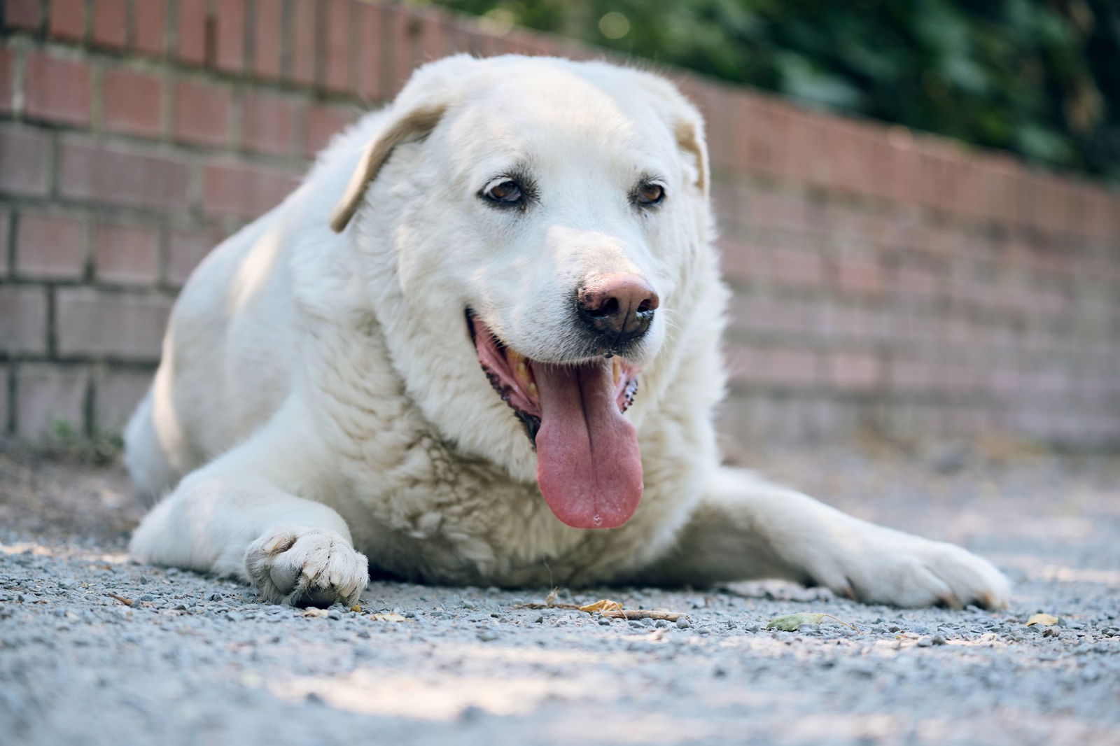 Hunde brauchen bei der Hitze besonders viel Wasser, schattige Orte und manchmal auch Sonnencreme. (Symbolbild)