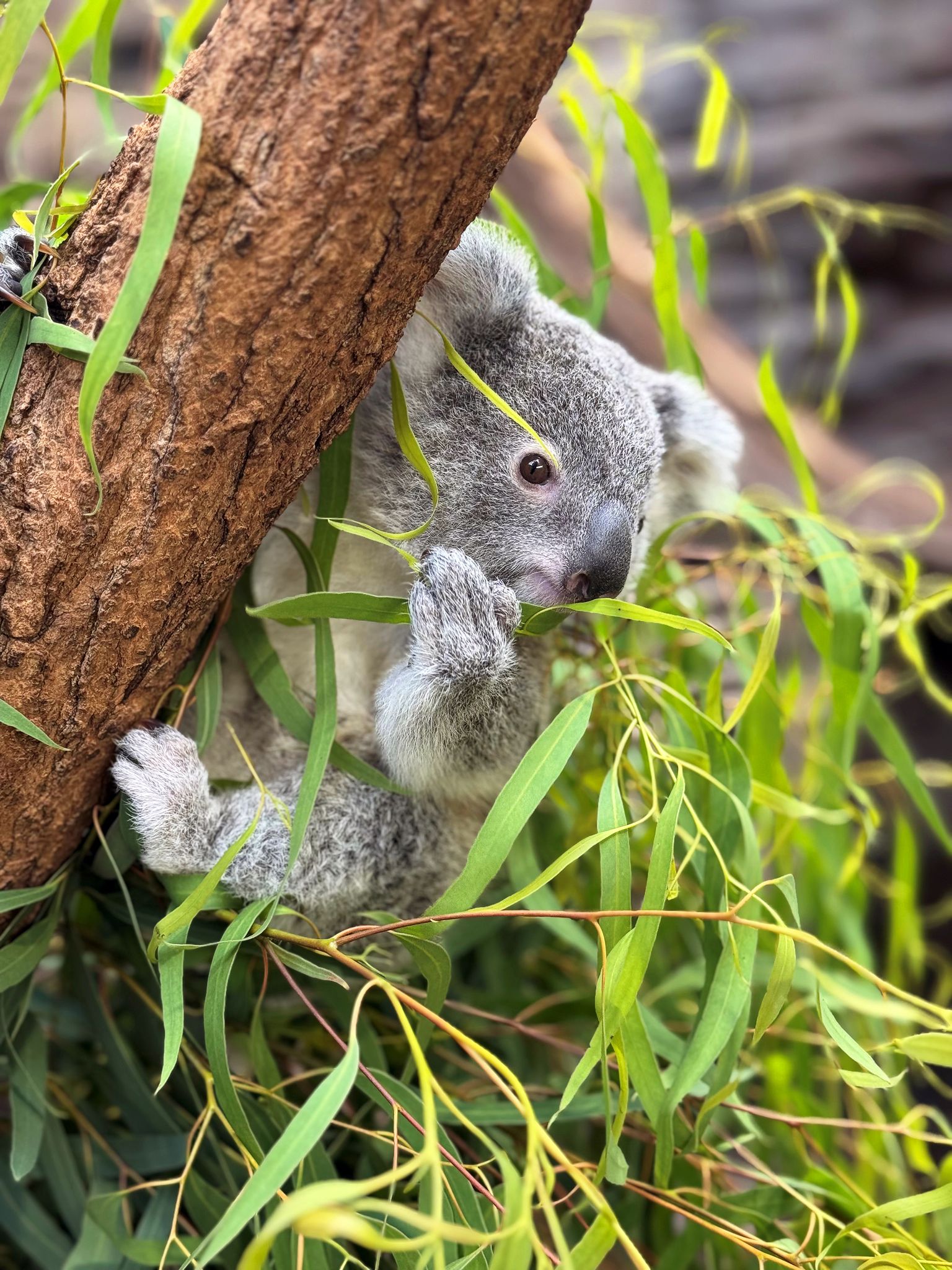 Das Koala-Jungtier wurde nur 14 Monate alt.