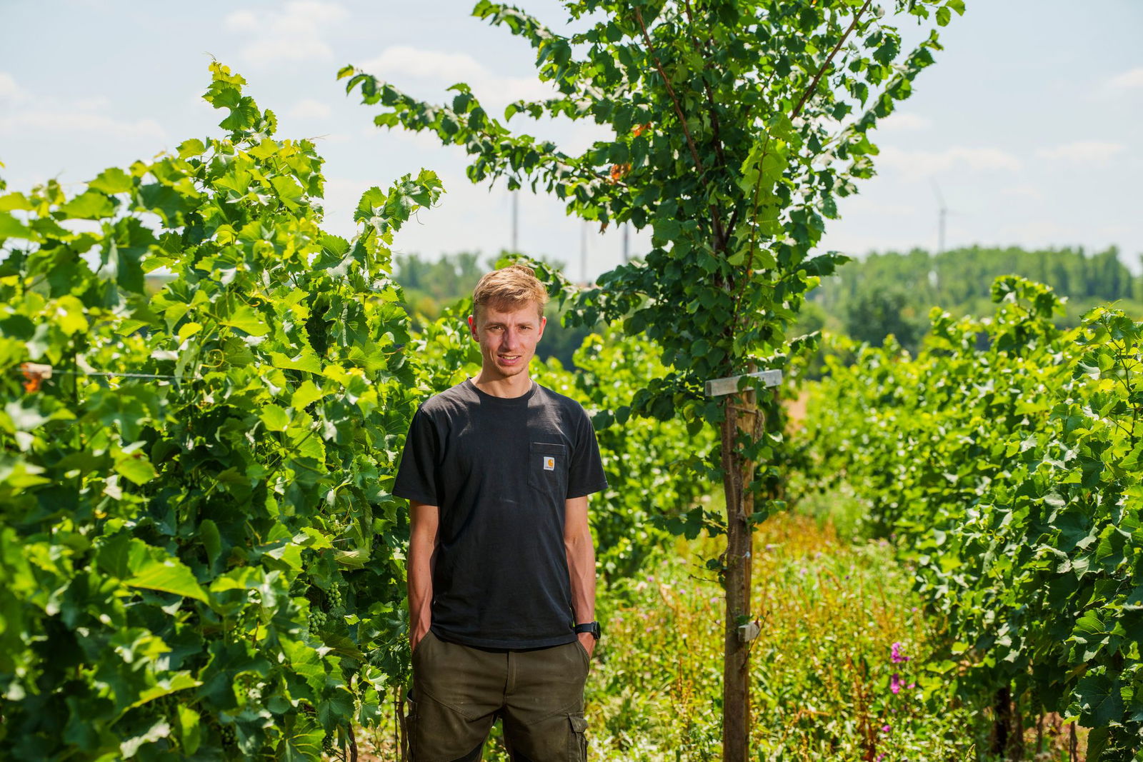 Bäume zwischen Weinreben sind für Winzer Felix Hemer eine Investition in die Zukunft.
