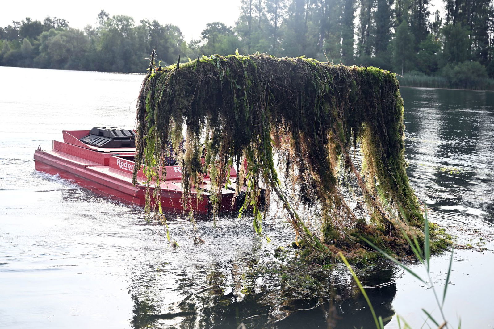 Kiloweise Wasserpflanzen holen die Arbeiter aus dem See.