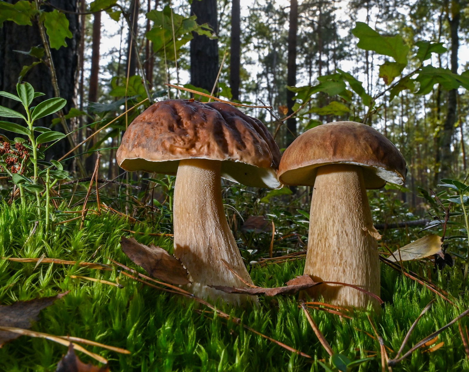 Vor allem nach regenreichen Tagen sprießen die Esspilze wieder - und ihre ungenießbaren oder gar giftigen Doppelgänger.(Archivbild)  
