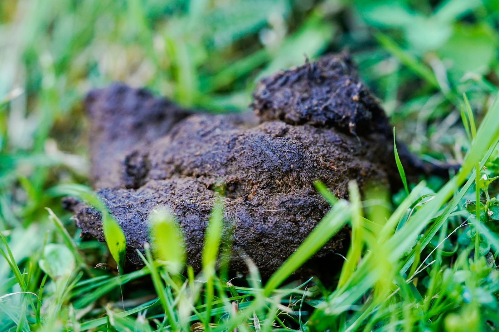 Hinterlassenschaften von Hunden - ein Ärgernis für Kommunen (Archivbild)