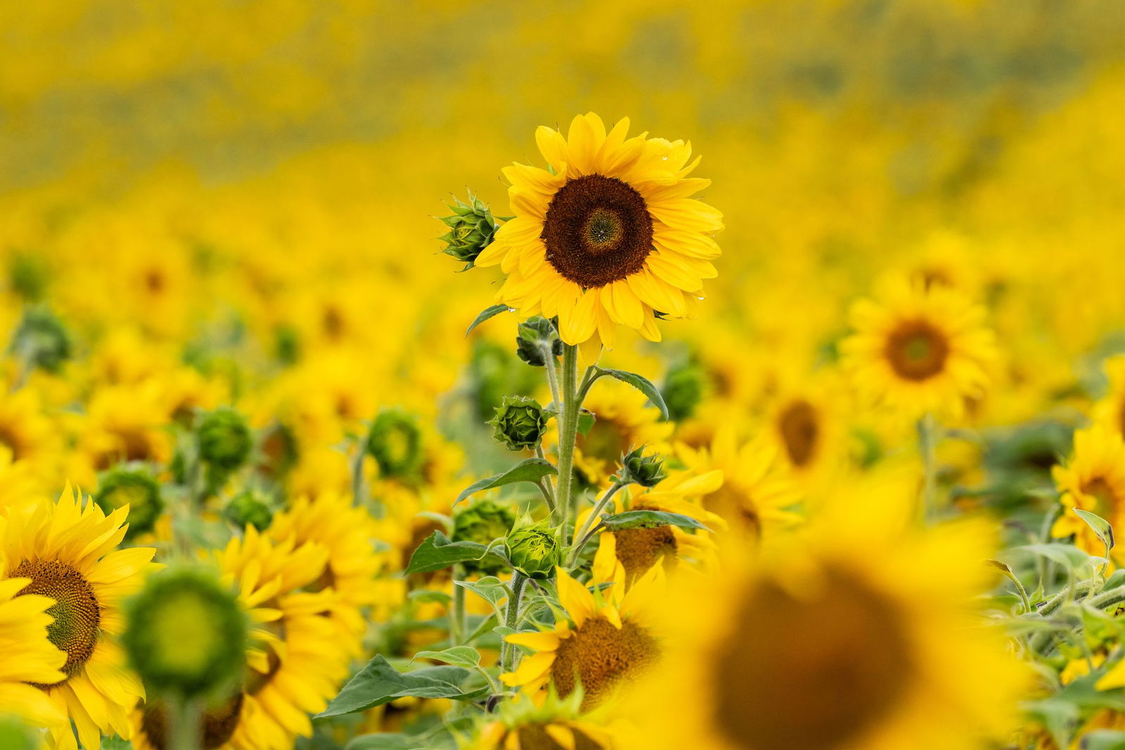 Bis zur Wochenmitte sind noch öfter dunkle Wolken am Himmel zu sehen - dann kehrt die Sonne zurück. (Symbolbild)