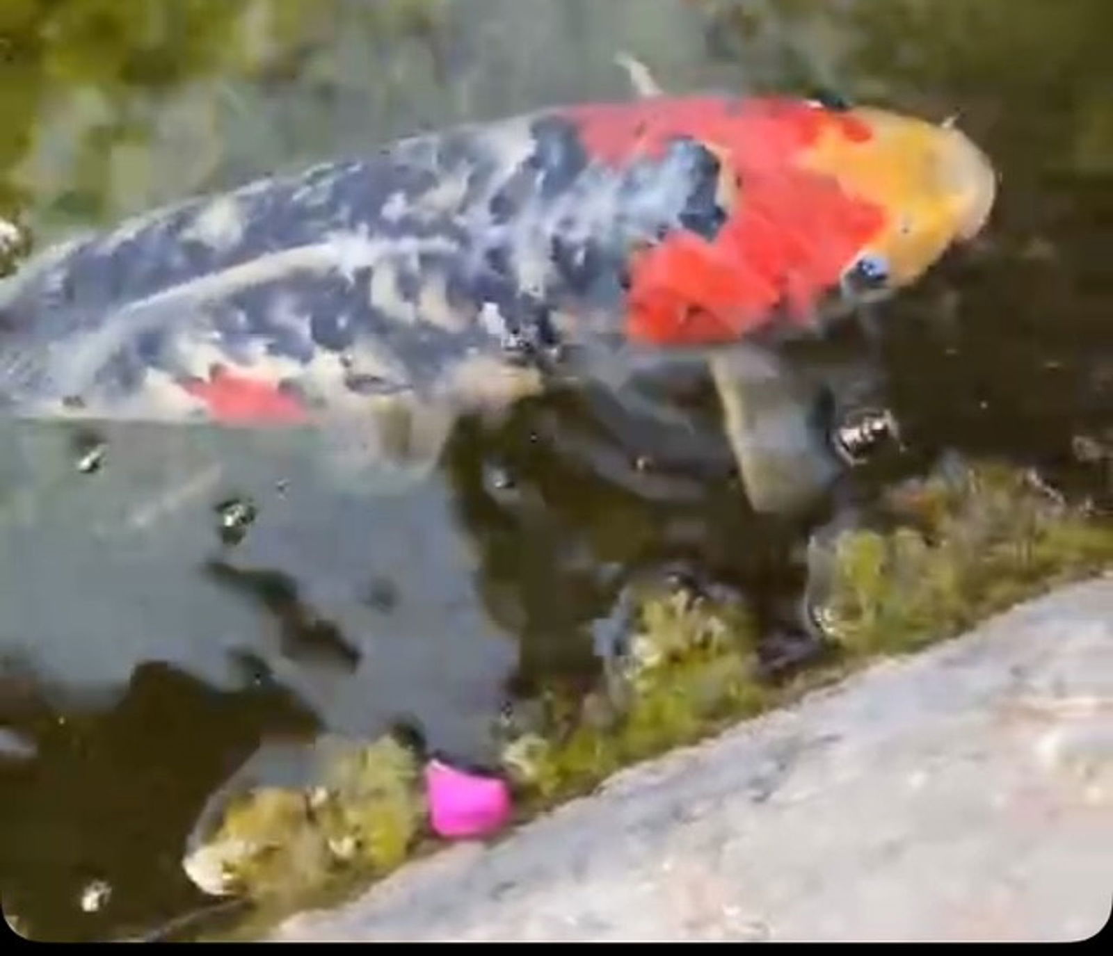 Kurt ist weg. Die Polizei sucht nun Zeugen für den tierischen Diebstahl. (Symbolbild)