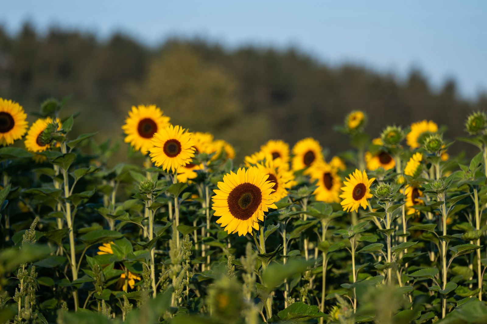 Zum Wochenbeginn wird in Baden-Württemberg sonniges Sommerwetter erwartet. 