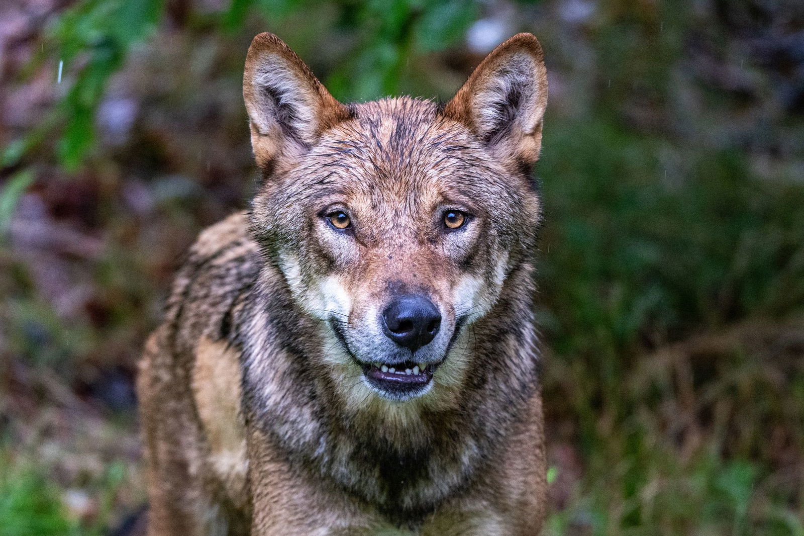 Die Debatte um die Bejagung des Wolfs geht weiter. Tirol will einen regulären Abschuss.