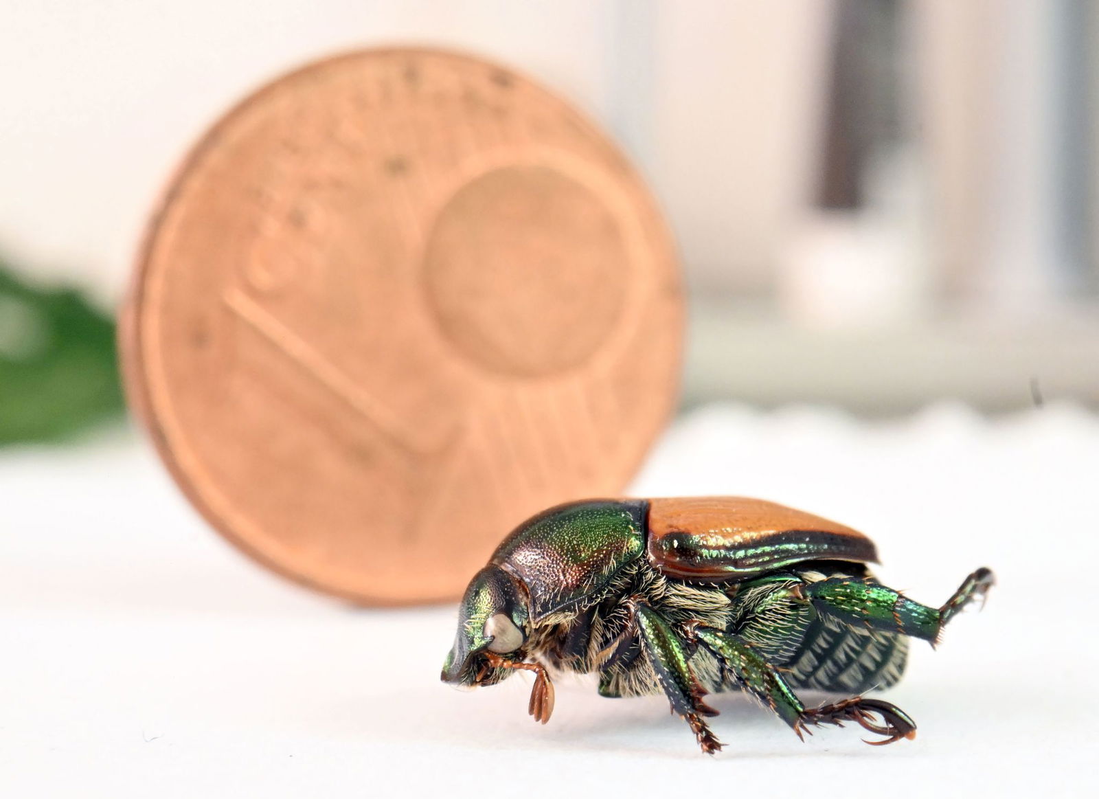 Der Japankäfer ist etwas kleiner als eine Ein-Cent-Münze. 