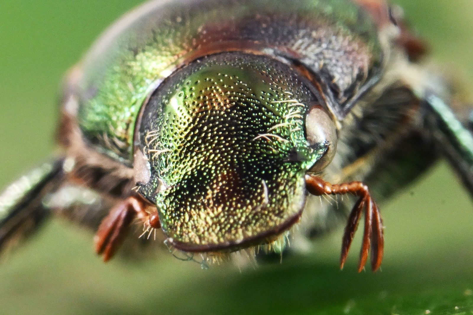 Der Japan muss in der EU systematisch bekämpft werden. 