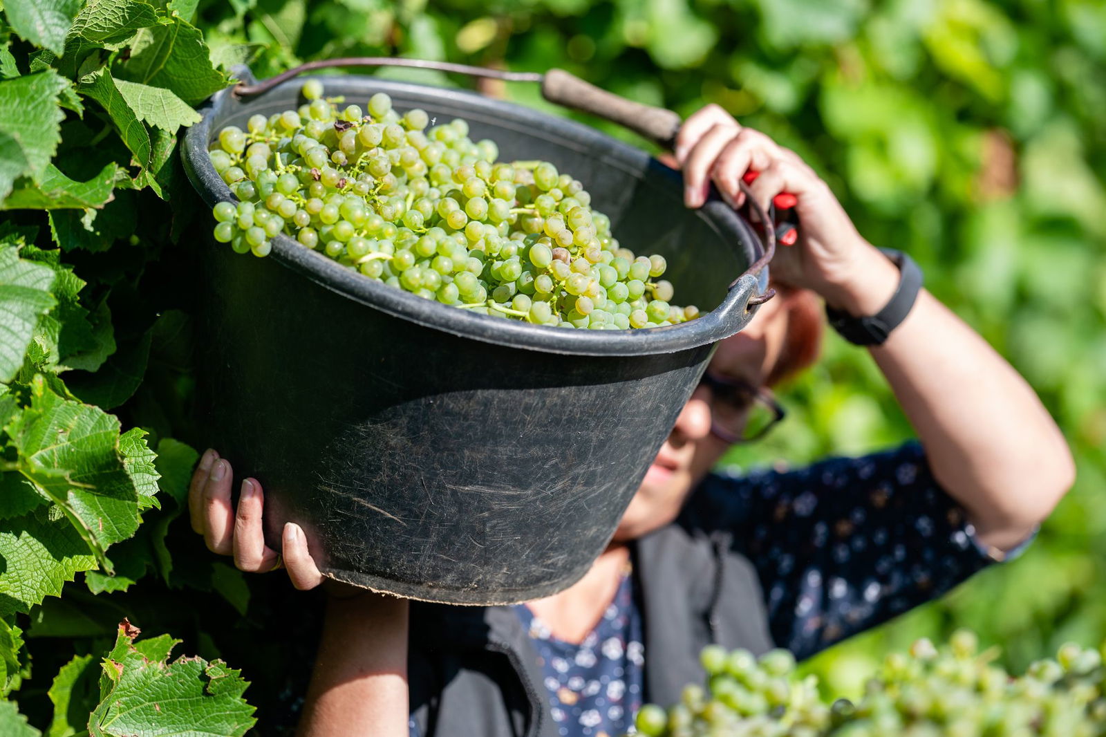 Fast kein Herbstmarkt oder Weinfest kommt ohne Federweißer aus. (Archivfoto)