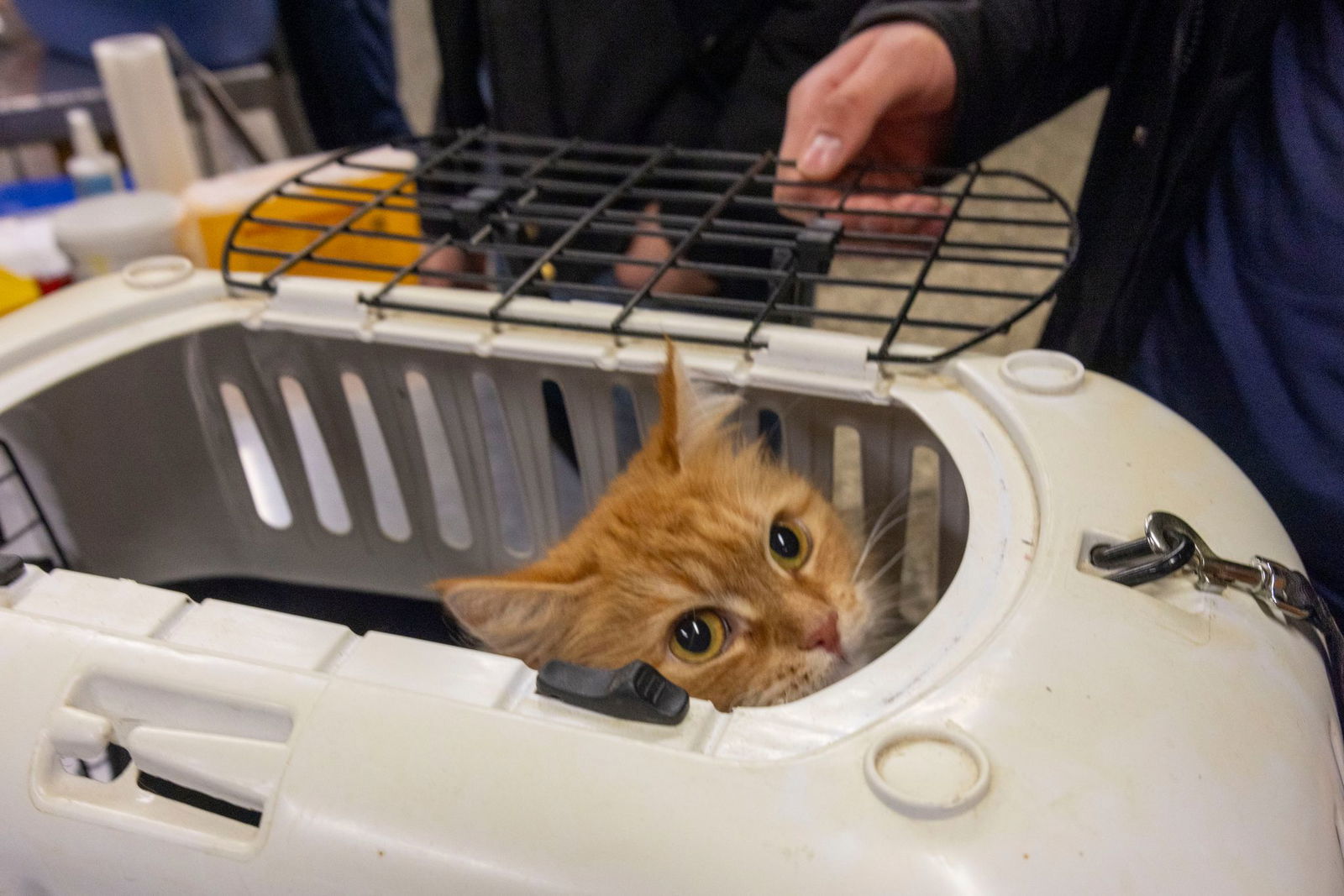 Ein Tierarzt untersuchte das junge Tier, wie mitgeteilt wurde. (Symbolbild)