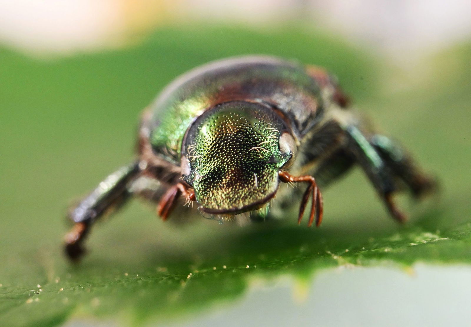 Basel setzte Fadenwürmer im Kampf gegen den Japankäfer ein. 