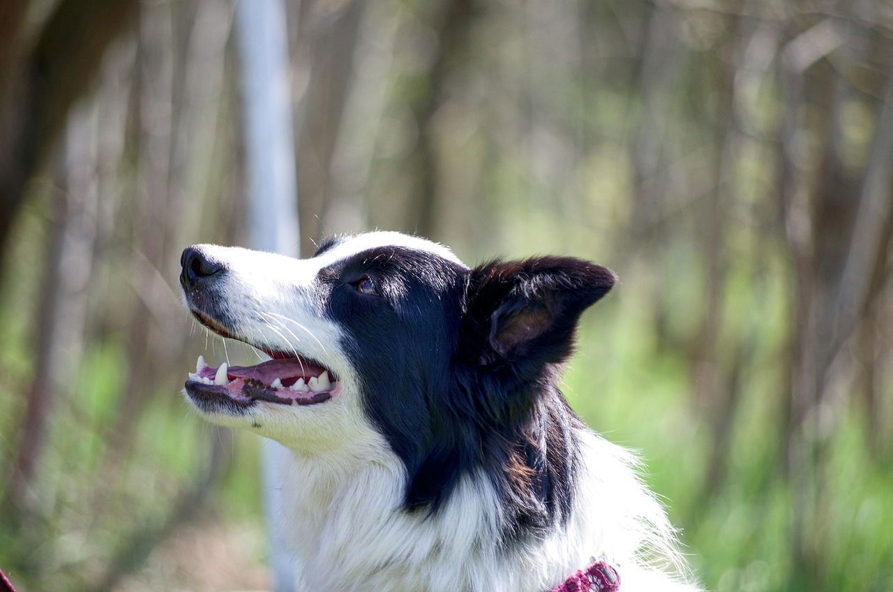 Border Collie im Wald