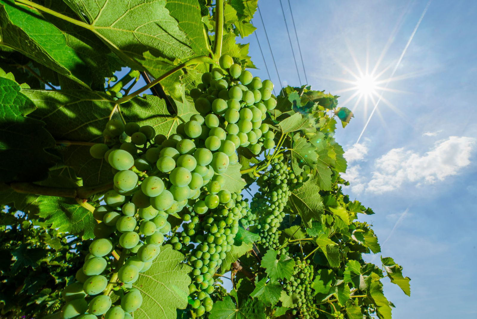 Weinreben soweit das Auge reicht - aber kein Schatten.  