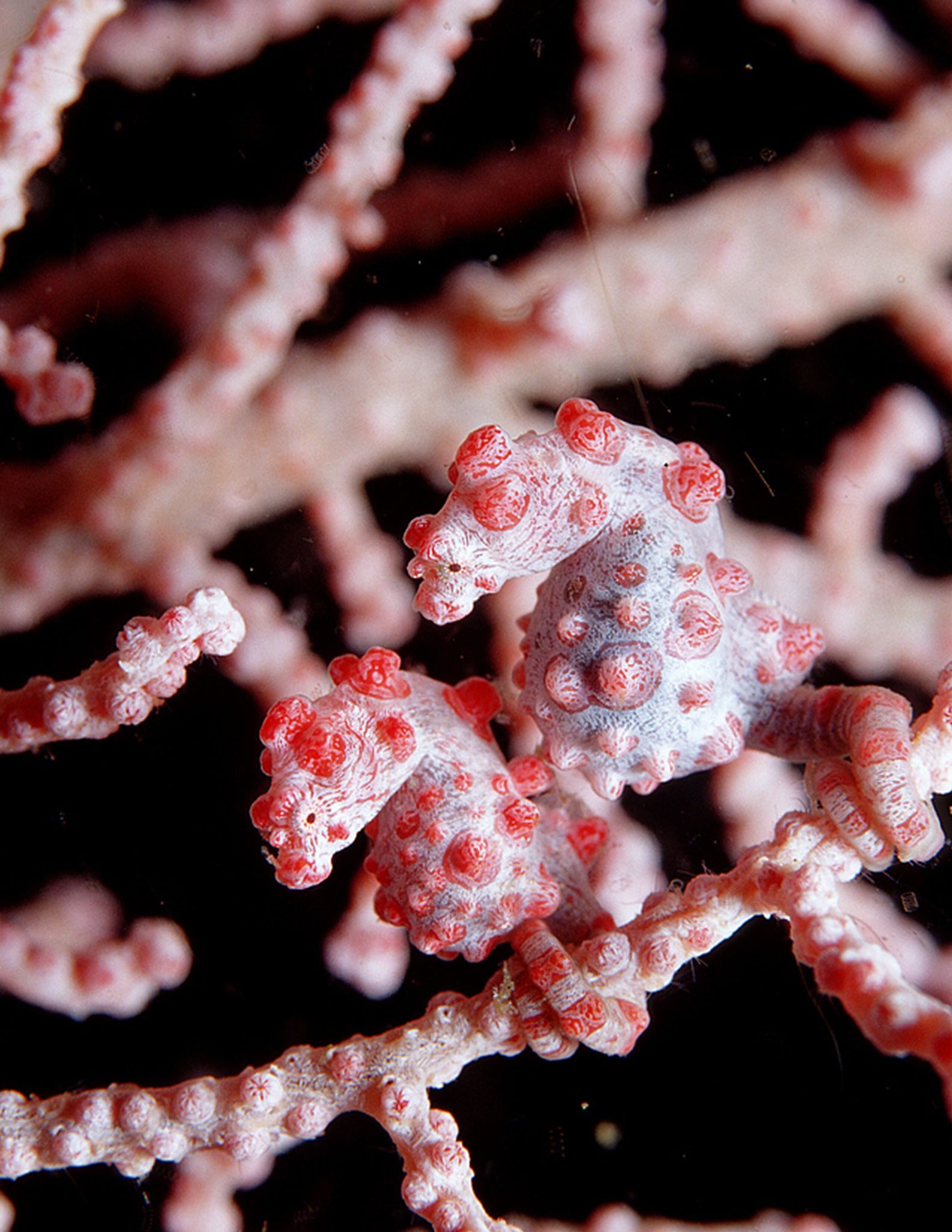 Mit einer Größe von etwa zwei Zentimetern zählen Zwerg-Seepferdchen - auch Pygmäenseepferdchen genannt - zu den kleinsten Wirbeltieren weltweit.