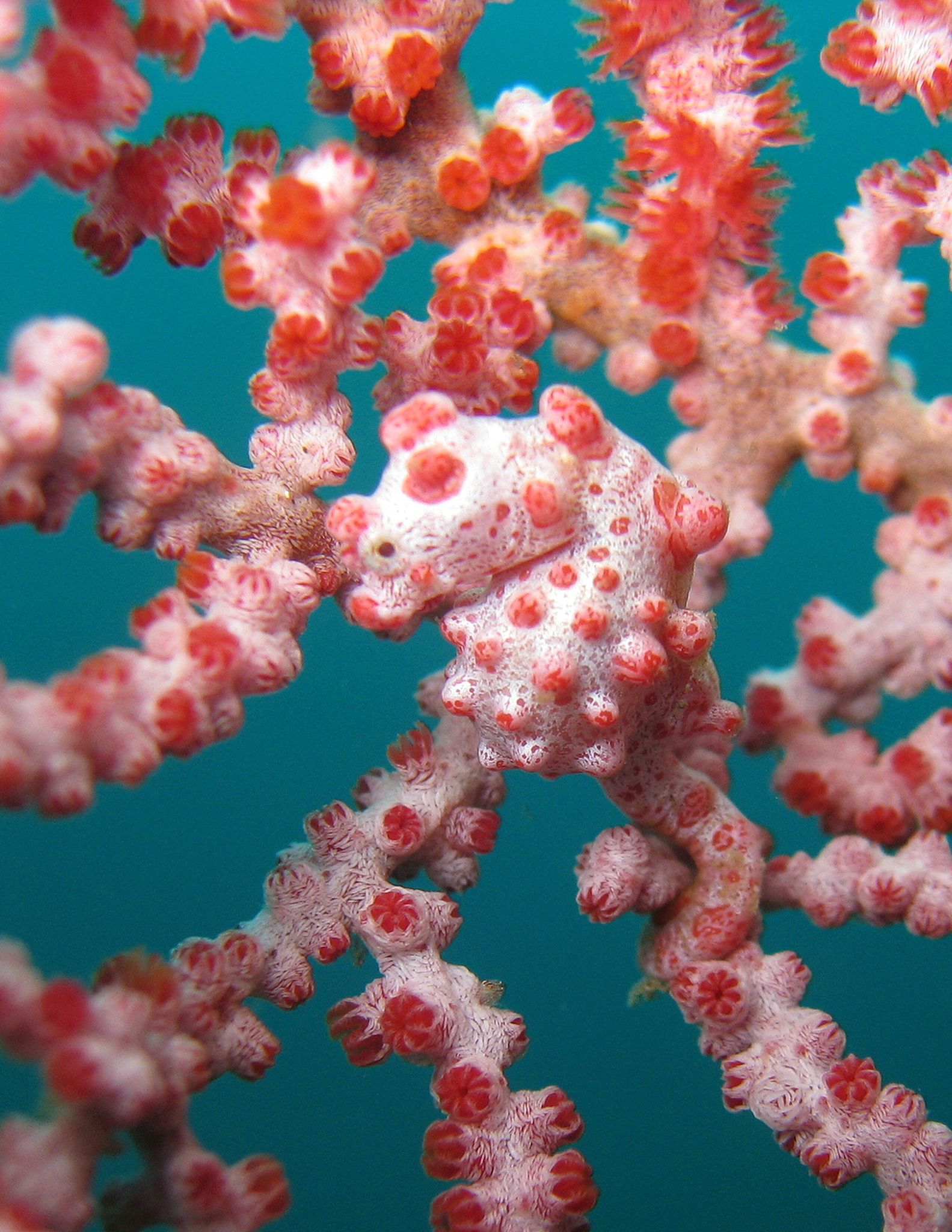 Zwerg-Seepferdchen sind zwischen Gorgonien-Korallen perfekt getarnt. 