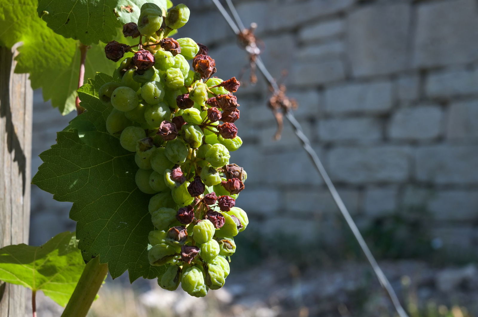 Sonnenbrand gibt es auch bei Weintrauben. 