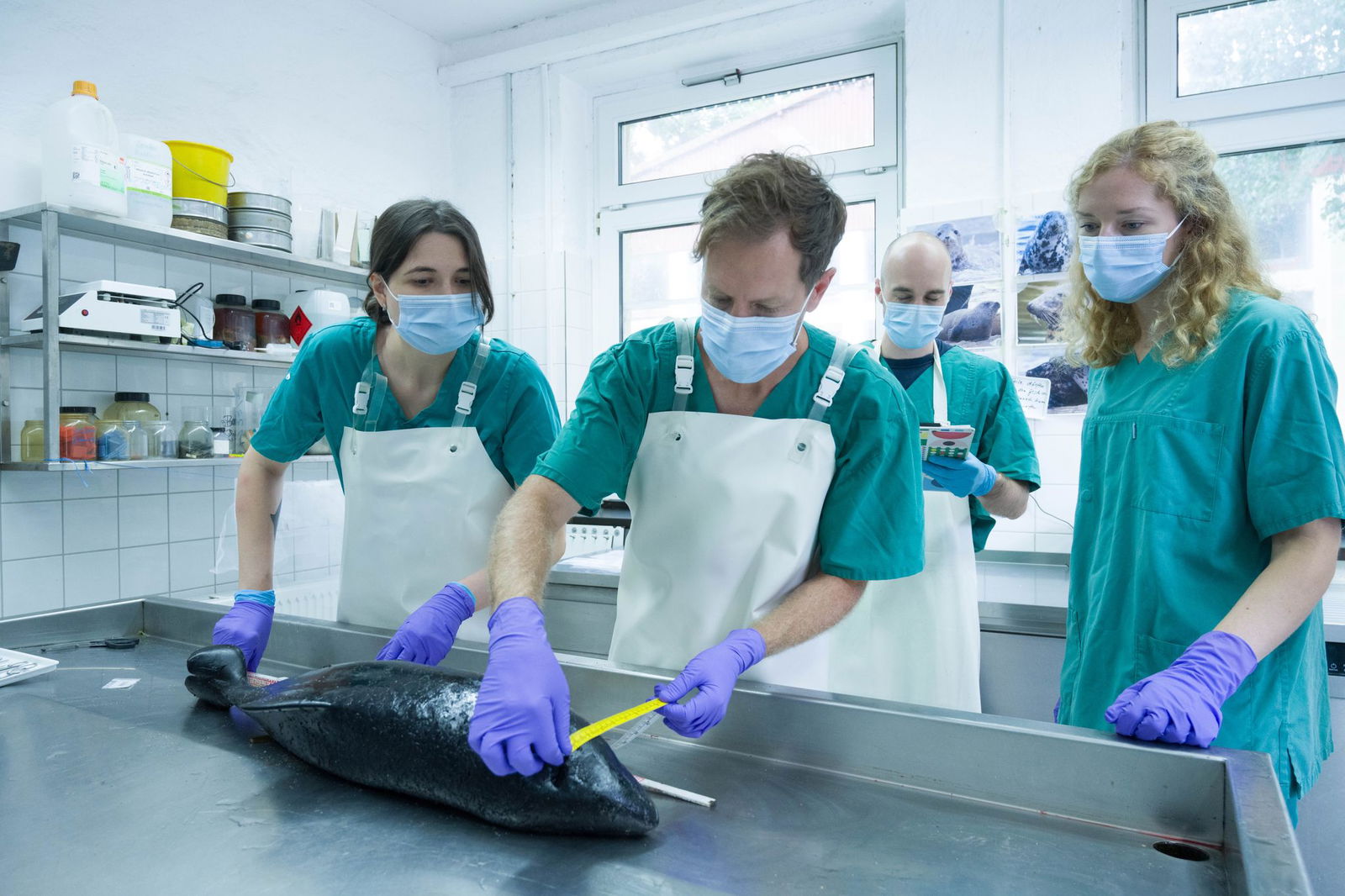 Neue Erfahrung für Sebastian Vettel: der Ex-Formel-1-Fahrer seziert einen Schweinswal.