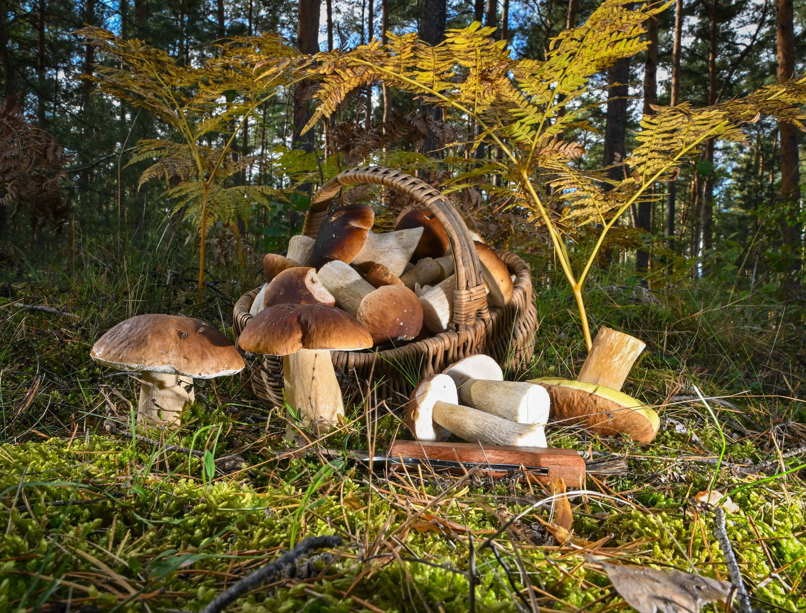 Wer Pilze sammelt, sollte vor allem aufpassen, dass er sich sicher ist und die Sorten nicht verwechselt.(Archivbild)