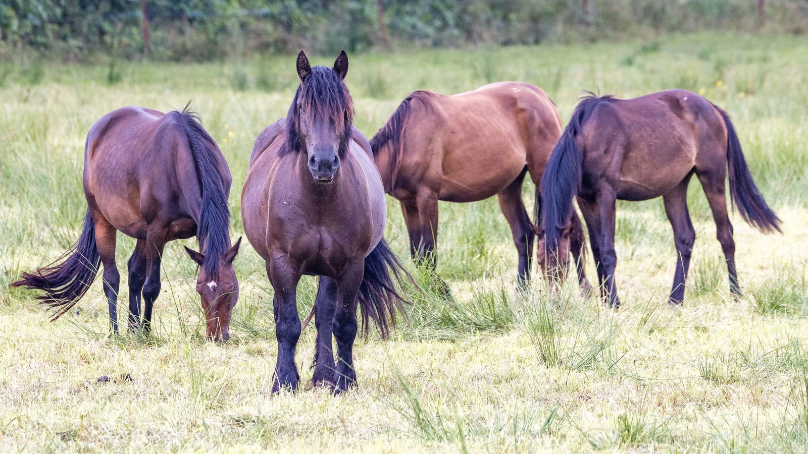 In Alfdorf ist ein Pferd gestohlen worden. (Symbolbild)