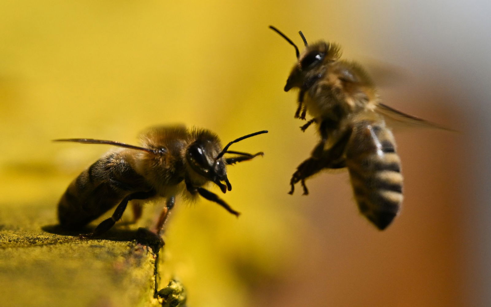 Überschattet wird das gute Honigjahr von einer für die Bienen hochinfektiösen Krankheit. (Archivbild)