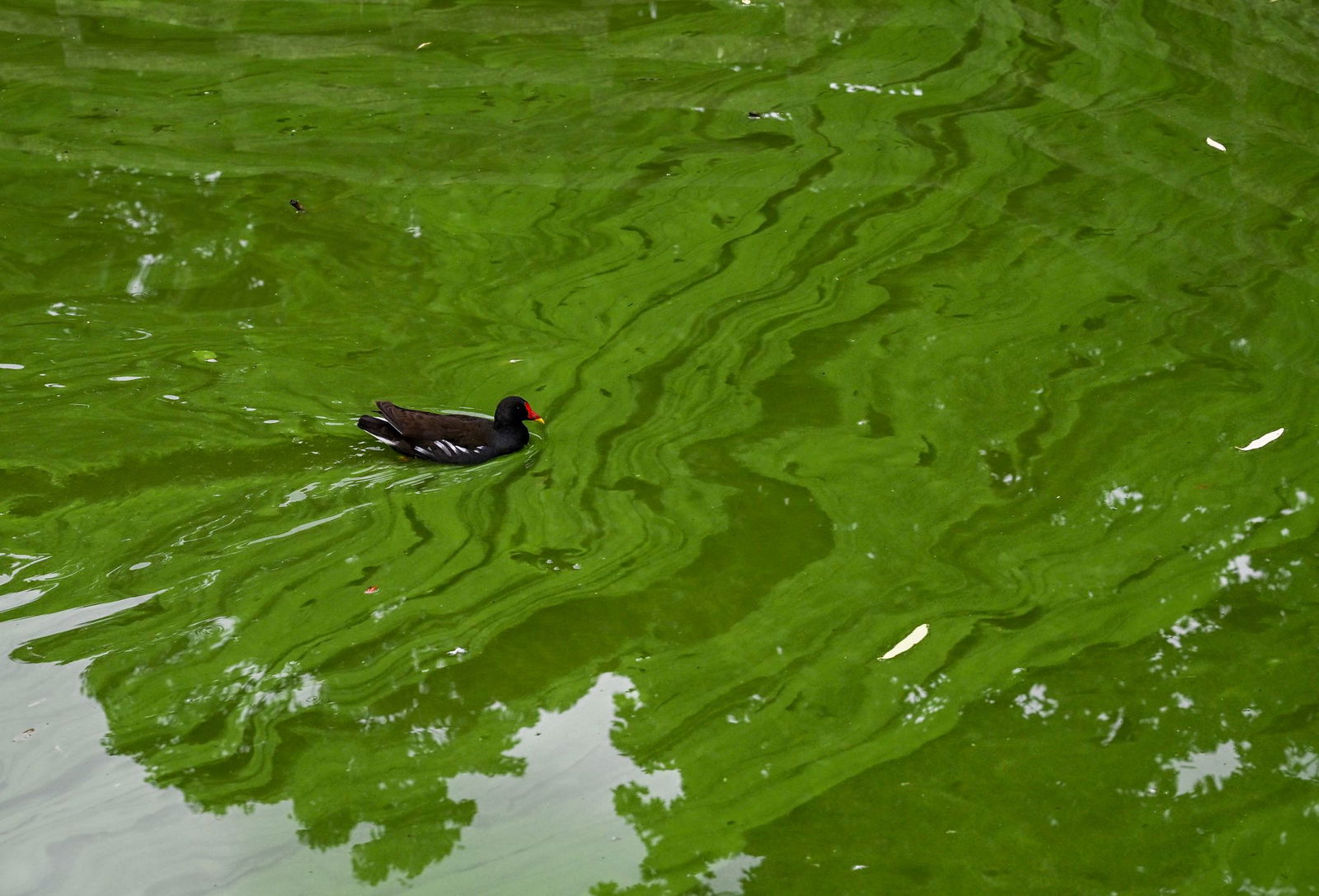 Blaualgen können gesundheitsschädlich sein. (Symbolbild)