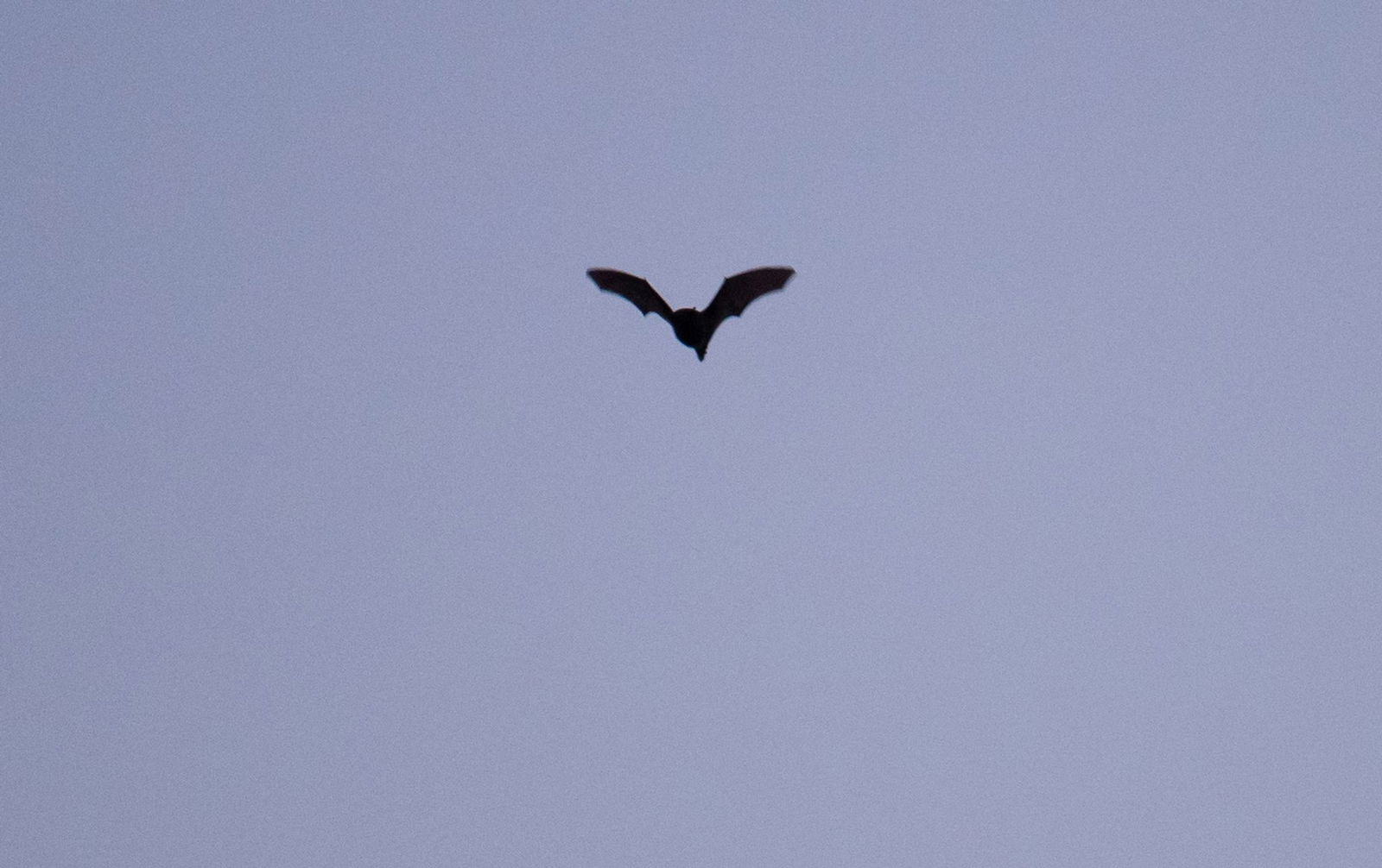 Im Gegensatz zu der verbreiteten Vorstellung ernähren sich die meisten Fledermäuse nicht von Blut, sondern von Insekten. (Archivbild)