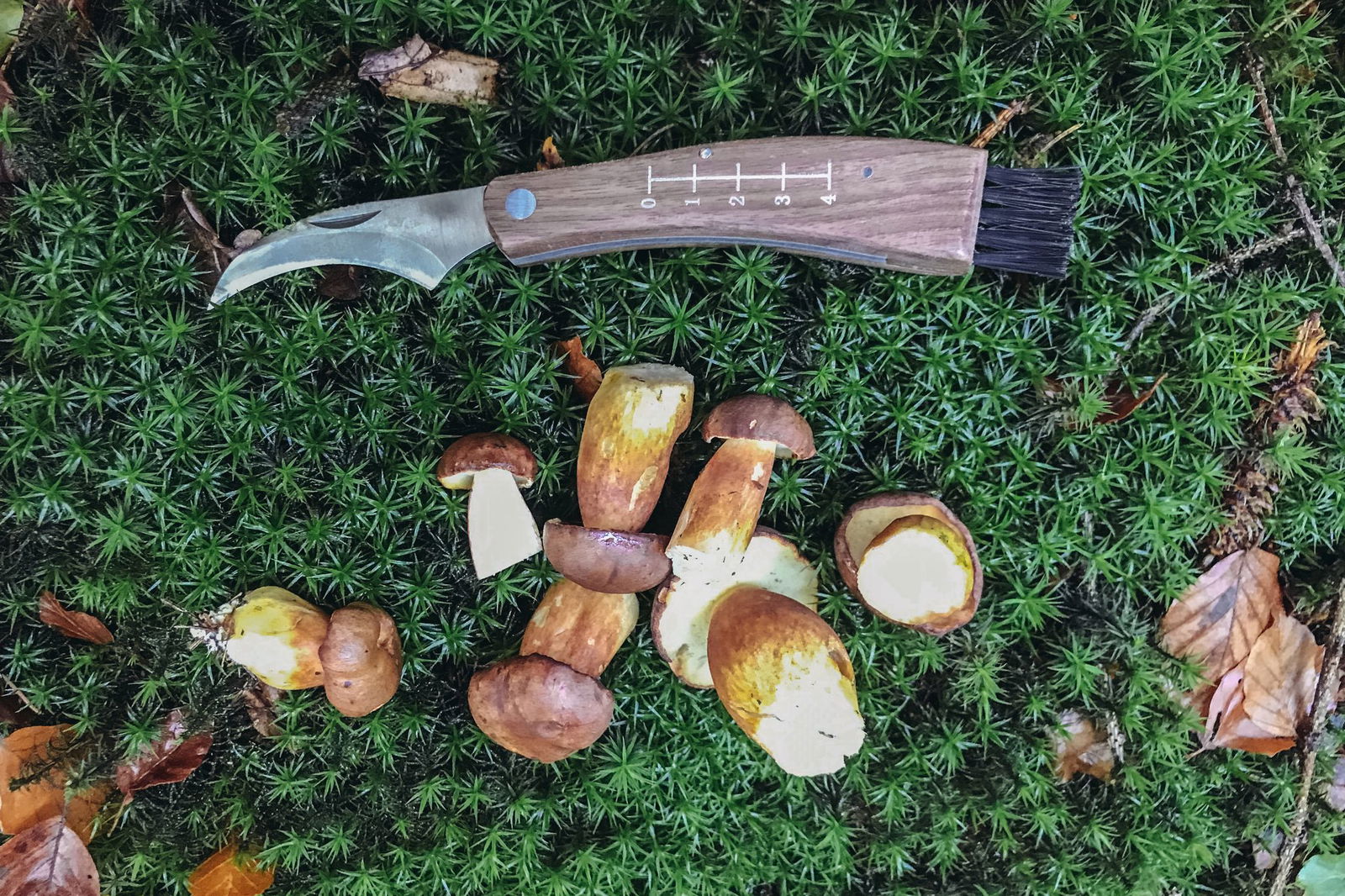 Maronen-Röhrlinge wie diese können und dürfen im Sommer bereits gesammelt werden. (Archivfoto)