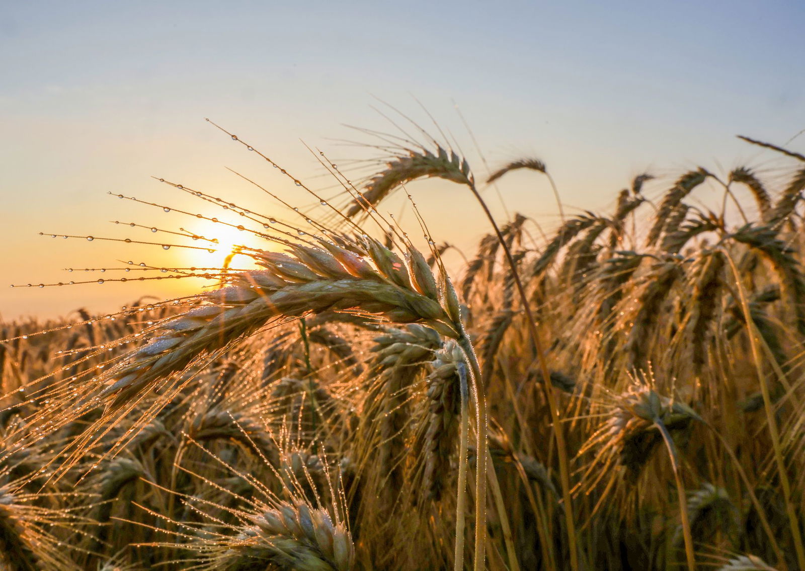 Sonnenschein satt kündigt der Wetterdienst an. Das dürfte vor allem die Bauern freuen, deren Ernte unter dem anhaltenden Regen gelitten hat. (Archivbild)
