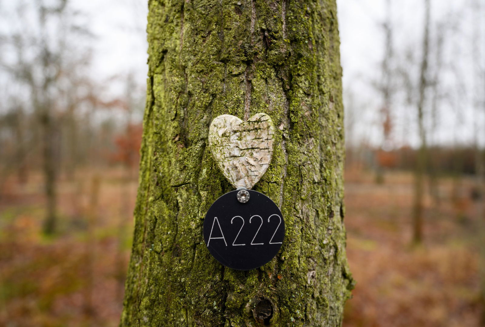 Letzte Ruhestätte unter einem Baum. (Archivbild)