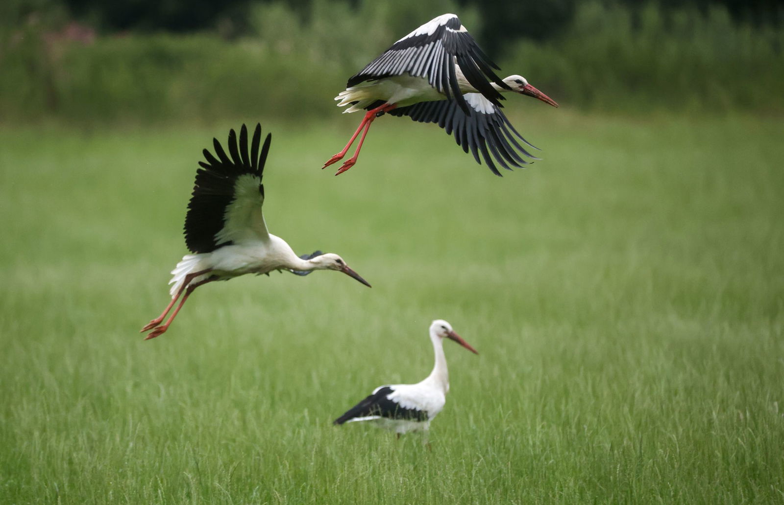 Die Tiere hatten dieses Jahr nicht überall genügend zu fressen. (Archivbild)
