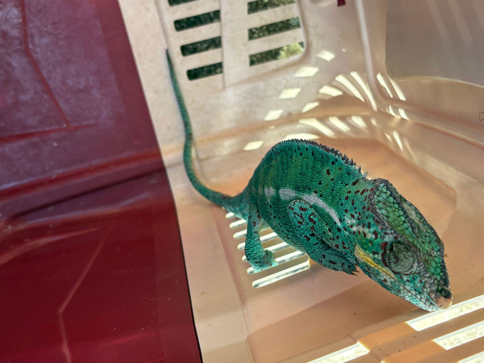 In einer Transportbox wird das exotische Tier an die Universität Konstanz gebracht.