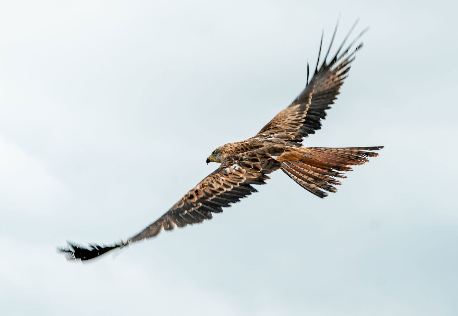 Rotmilane machen auf ihrer Reise gerne auf Ackerflächen Rast. (Symbolbild)