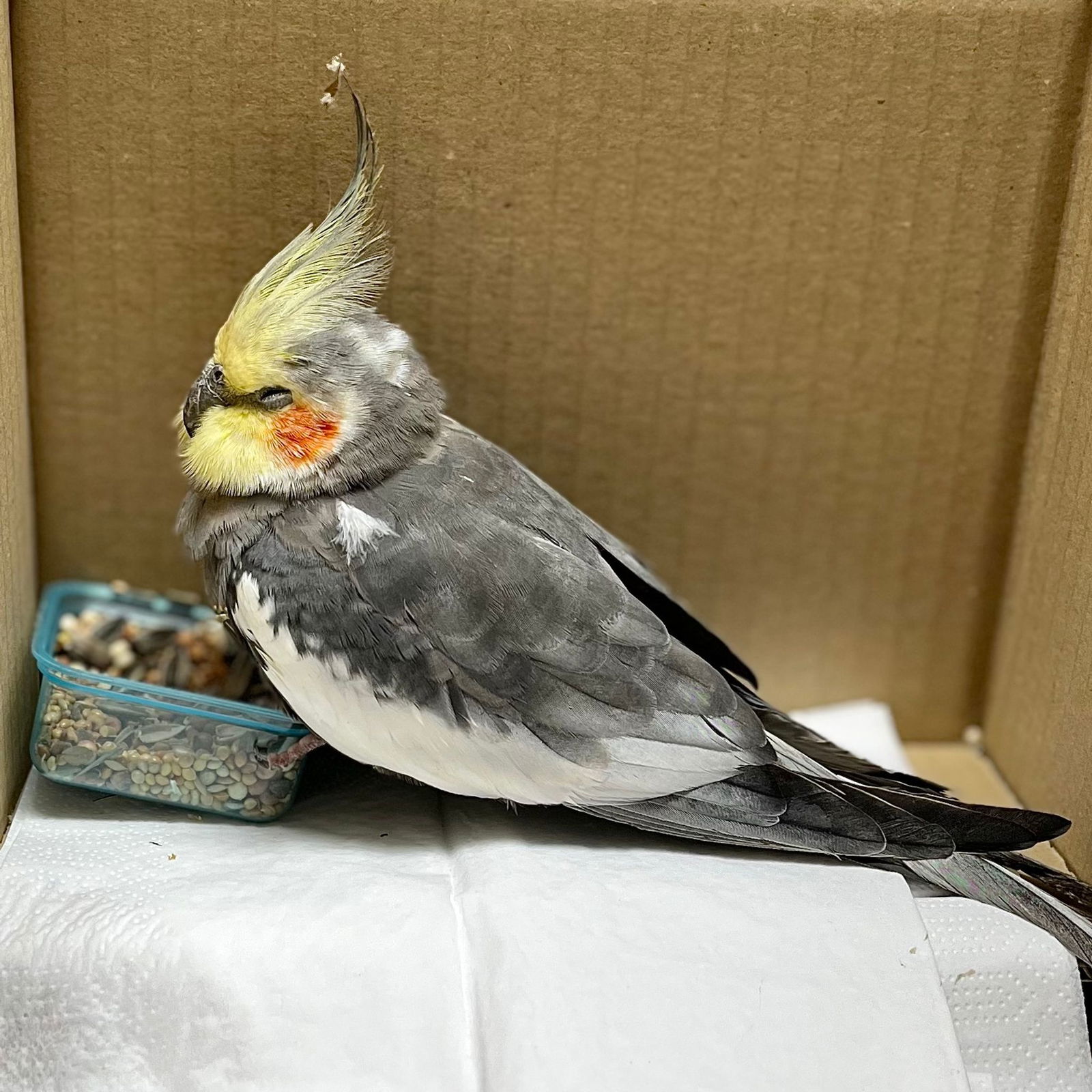 Eine Frau hatte den Vogel in einem Firmengebäude entdeckt und mit ihrem Sohn zur Polizei gebracht. 