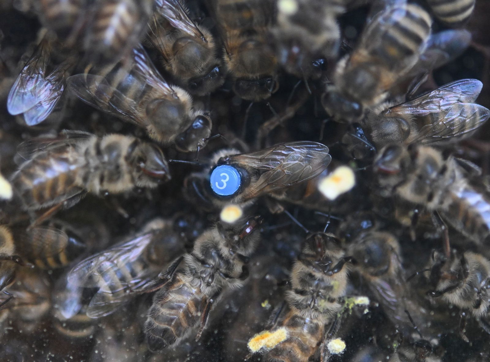 Die Bienen haben eifrig Honig produziert. (Archivbild)
