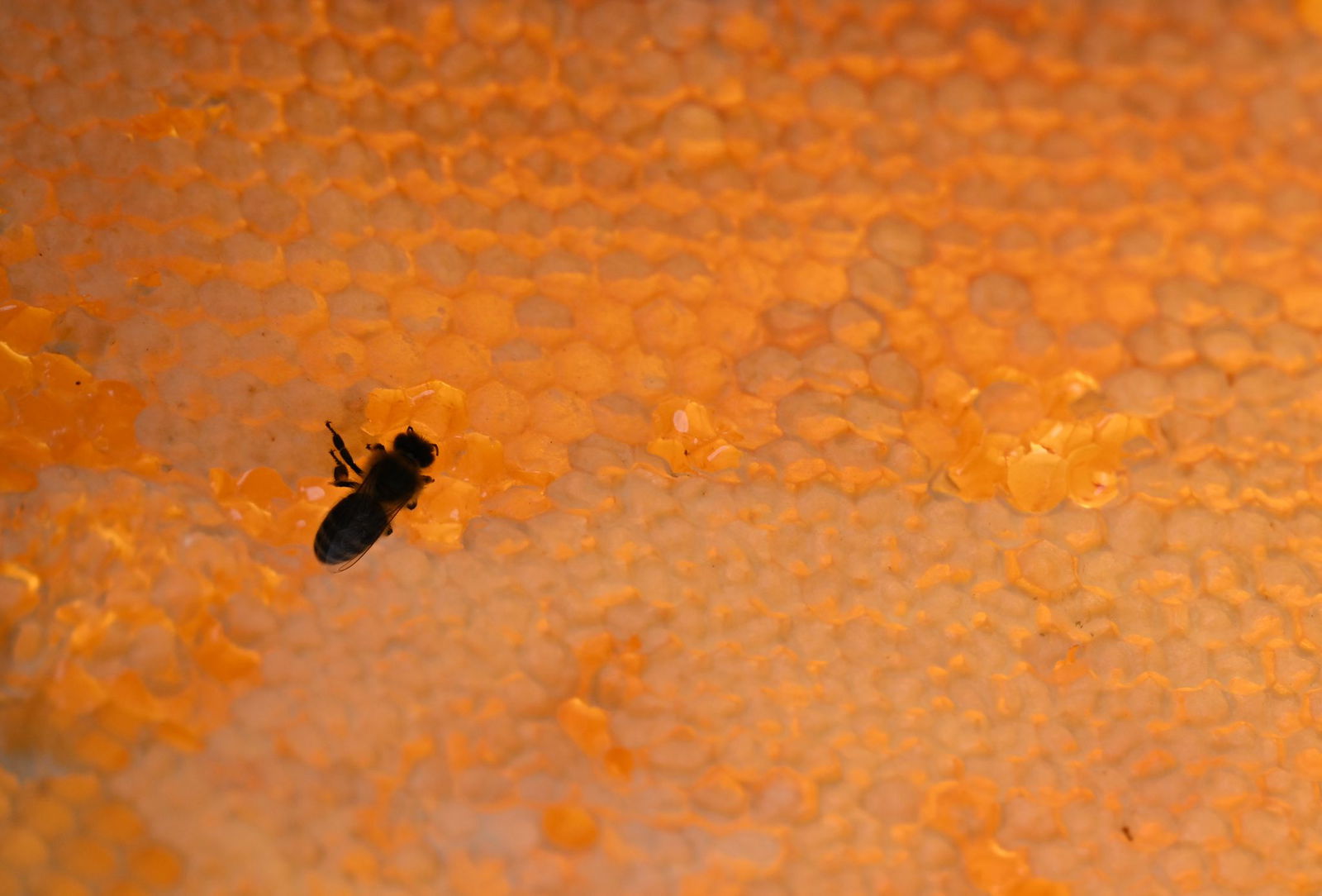  Im Schnitt hat es jedes Bienenvolk auf 20 Kilogramm Honig gebracht.  (Archivbild)