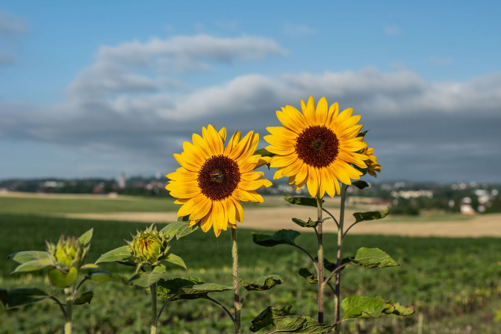 Noch sind vielerorts öfter dunkle Wolken am Himmel zu sehen - doch bald kehrt die Sonne zurück. (Symbolbild)